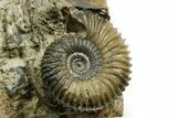 Jurassic Fossil Ammonite (Garantiana) with Two Bivalves - Germany #377580-1